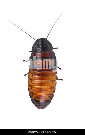 Madagaskar zischen Küchenschabe isoliert. Gromphadorhina portentosa Stockfoto