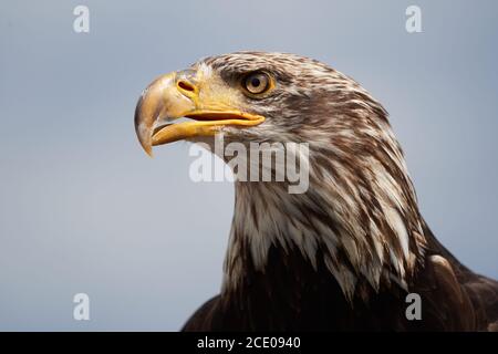 Glatzenadler Juvenile Haliaeetus leucocephalus Portrait Clear Eye Stockfoto