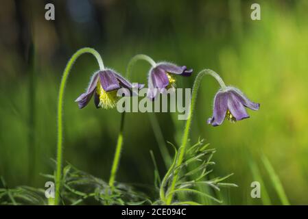 Schöne kleine Feder Lila Blume. Pulsatilla Montana. Stockfoto