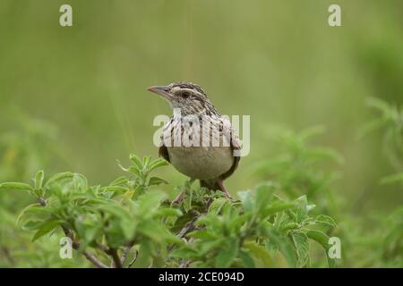 Lerchen Singvogel Alaudidae Tansania Portrait klar Stockfoto