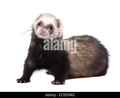 Cute Grau im vollen Wachstum liegt Frettchen isoliert Stockfoto