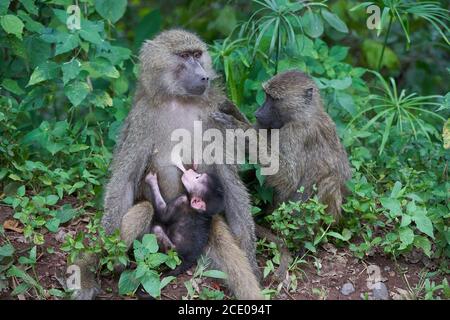 Olive Pavian Baby Papio anubis Anubis Pavian Cercopithecidae Alte Welt Affe Stockfoto