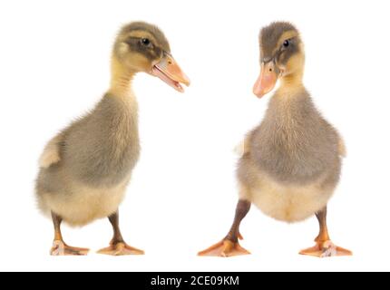 Zwei süße Entlein isoliert auf weißem Stockfoto