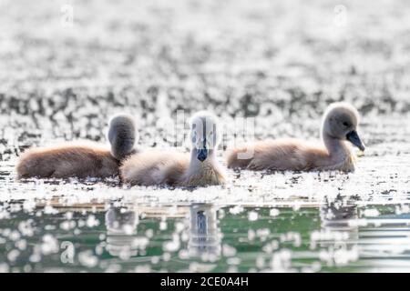 Wildvogel mute Schwan Huhn im Frühjahr auf Teich Stockfoto