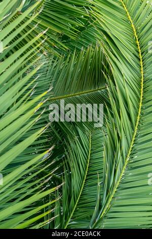Wunderschöne Zweige einer tropischen Palme aus nächster Nähe im Dschungel. Ökologischer tropischer Hintergrund. Grüne Blätter Textur Stockfoto