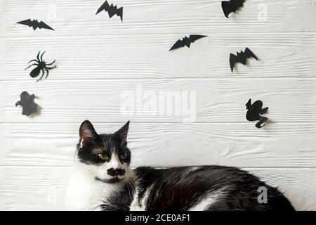 Nette Katze mit grünen Augen posiert auf weißem Hintergrund mit schwarzen Fledermäusen, Geist und Spinne, Platz für Text. Ernst Katze Porträt auf festlichen Hintergrund. Hap Stockfoto