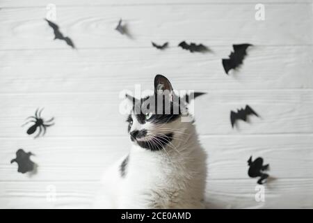 Nette Katze mit grünen Augen posiert auf weißem Hintergrund mit schwarzen Fledermäusen, Geist und Spinne, Platz für Text. Ernst Katze Porträt auf festlichen Hintergrund. Hap Stockfoto