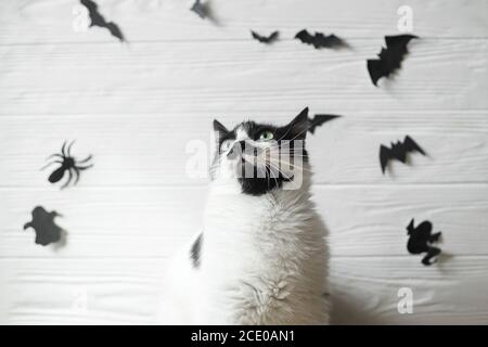 Frohe Halloween. Nette Katze mit grünen Augen posiert auf weißem Hintergrund mit schwarzen Fledermäusen, Geist und Spinne, Platz für Text. Serious Katzenportrait auf Festfest Stockfoto