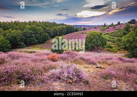 Landschaft mit lila blühenden Heidekraut im Naturpark Veluwe, Posbank, Oosterbeek, Gelderland in den Niederlanden Stockfoto