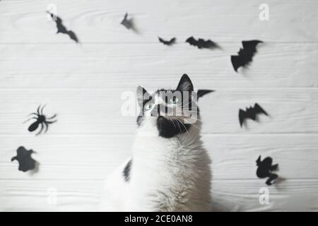 Nette Katze mit grünen Augen posiert auf weißem Hintergrund mit schwarzen Fledermäusen, Geist und Spinne, Platz für Text. Ernst Katze Porträt auf festlichen Hintergrund. Hap Stockfoto