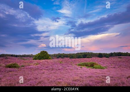 Landschaft mit lila blühenden Heidekraut im Naturpark Veluwe, Posbank, Oosterbeek, Gelderland in den Niederlanden Stockfoto