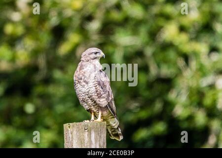Aberystwyth, Ceredigion, Wales, Großbritannien. August 2020. Ein Bussard (Buteo buteo) in der Mitte von Wales Sonnenschein am Bank Holiday Wochenende. Quelle: Phil Jones/Alamy Live News Stockfoto
