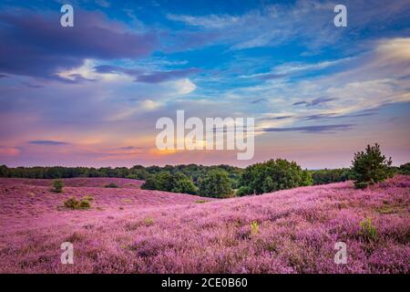 Landschaft mit lila blühenden Heidekraut im Naturpark Veluwe, Posbank, Oosterbeek, Gelderland in den Niederlanden Stockfoto