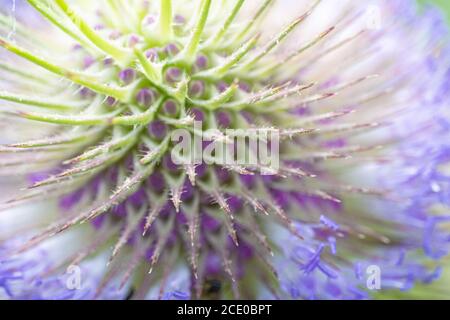 Textur Ebene Hintergrund Natur Bild abstrakt von Distel Stockfoto