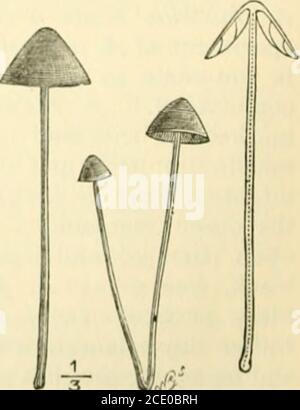 . Guide to Sowerby's Modelle der britischen Pilze in der Abteilung für Botanik, British Museum (Natural History) . LEITFADEN FÜR DIE MODELLE VON PILZEN. 29 A. Tener ist sehr häufig in Weiden und Gärten, in den Grassyplaces in den Wäldern und an den grasbewachsenen Straßenrändern; variabel in der Größe, pileusvon 2 Zoll bis i/in. Im Durchmesser. Untergattung 19. Tubaria. - Es gibt neun britische Arten von Tubaria eine wird nur durch ein Modell dargestellt. Tubaria korrespondiert mit Omphalia; aber die Sporensind eisenhaltig, nicht weiß. Alle Arten sind klein. &lt;^^ Stockfoto