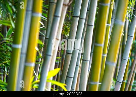 Bambuswald Bild Stockfoto