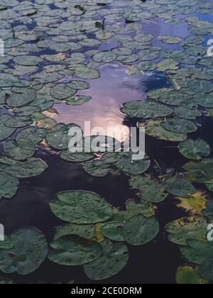 Nahaufnahme von Wasserlilys draußen im Wasser Stockfoto