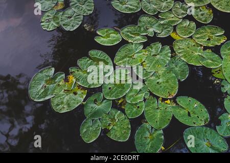 Nahaufnahme von Wasserlilys draußen im Wasser Stockfoto