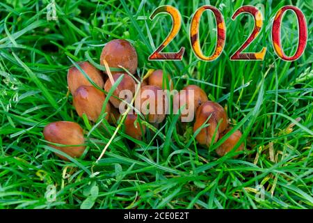 Herbst 2020. Die 2020 Figuren Formen sich mit Herbstblättern mit einem Hintergrund von Pilzen, charakteristisch für die Zeit. Stockfoto