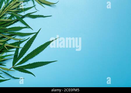 Cannabis (Marihuana) Blätter auf einem minimalen blauen Hintergrund. Medizinisches Marihuana (Hanf) und Produkte daraus. Stockfoto