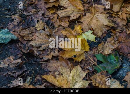 Verwelkte vergilbte Ahornblätter auf dem Fußweg. Herbstlandschaft Stockfoto