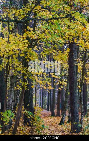 Ein Weg durch einen Wald mit gelben Blättern in gestreut Spätherbst Stockfoto