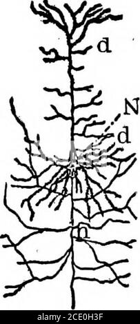 . Dynamische Faktoren in der Bildung . Abb. 3. Abb. 4. Abb. 3 und 4. - Darstellungen typischer Nervenzellen (Donaldson, Wachstum des Gehirns, S. 143 und 145), die speziell entwickelt wurden, um die in der Reizaufnahme betroffenen Elemente zu zeigen, d; in der Erzeugung und Speicherung der potentiellen Nervenkraft, JV; und schließlich in der Übertragung der Kineticnerv-Energie, n. Funktion. Es ist nicht leicht für mich zu begreifen, dass meine Ideas mit Nervenzellen verbunden sind und ruhend bleiben, außer wenn diese aktiv sind; und es ist nicht wichtig für die Gegenwart, die Ursache und welche Wirkung. Aber wenn man etwas von dem Nahelied bemerkt Stockfoto