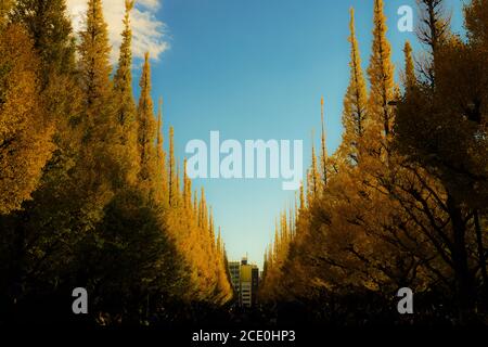 Ginkgo Schrein äußeren Garten Ginkgo Reihe von Bäumen Stockfoto