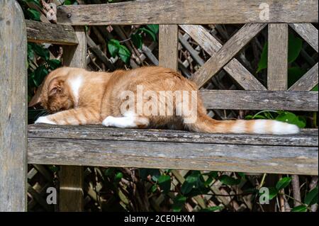 Orange Katze, die durch die Latten auf einer Holzbank schaut Stockfoto