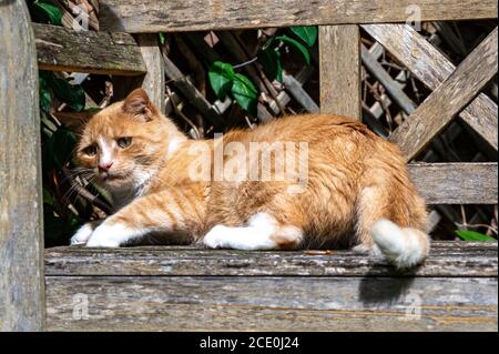 Orange Katze ruht auf Holzbank Stockfoto