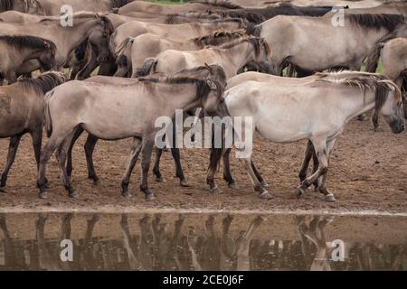 Merfelder Bruch, Dülmen, Deutschland. August 2020. Die 300 starke Herde wilder Ponys, heute die einzige Herde und einheimische Pony-Rasse in Deutschland, grast bei mildem Spätsommerwetter. Die Dülmen, benannt nach der Stadt Dülmen, wo sie im 14. Jahrhundert zum ersten Mal gefunden wurden, durchstreifen ein 860 Hektar großes Gebiet im Merfelder Bruch. Sie werden gelassen, ihre eigene Nahrung und Obdach zu finden, die Stärke der Rasse fördernd. Kredit: Imageplotter/Alamy Live Nachrichten Stockfoto