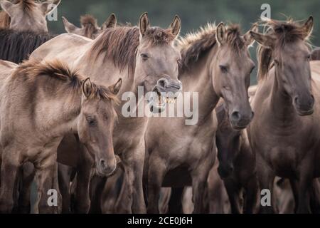 Merfelder Bruch, Dülmen, Deutschland. August 2020. Herumhorchen! Die 300 starke Herde wilder Ponys, heute die einzige Herde und einheimische Pony-Rasse in Deutschland, grast bei mildem Spätsommerwetter. Die Dülmen, benannt nach der Stadt Dülmen, wo sie im 14. Jahrhundert zum ersten Mal gefunden wurden, durchstreifen ein 860 Hektar großes Gebiet in der Mehrfelder Bruch. Sie werden gelassen, ihre eigene Nahrung und Obdach zu finden, die Stärke der Rasse fördernd. Kredit: Imageplotter/Alamy Live Nachrichten Stockfoto