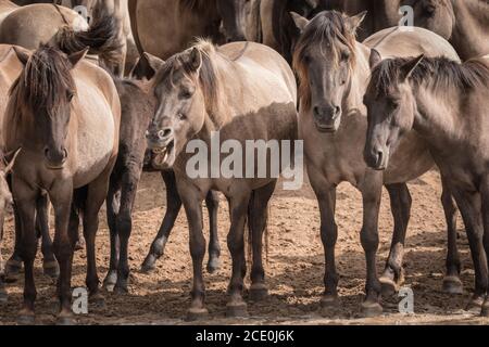 Merfelder Bruch, Dülmen, Deutschland. August 2020. Die 300 starke Herde wilder Ponys, heute die einzige Herde und einheimische Pony-Rasse in Deutschland, grast bei mildem Spätsommerwetter. Die Dülmen, benannt nach der Stadt Dülmen, wo sie im 14. Jahrhundert zum ersten Mal gefunden wurden, durchstreifen ein 860 Hektar großes Gebiet im Merfelder Bruch. Sie werden gelassen, ihre eigene Nahrung und Obdach zu finden, die Stärke der Rasse fördernd. Kredit: Imageplotter/Alamy Live Nachrichten Stockfoto