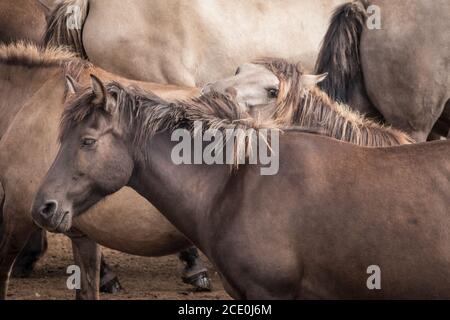 Merfelder Bruch, Dülmen, Deutschland. August 2020. Die 300 starke Herde wilder Ponys, heute die einzige Herde und einheimische Pony-Rasse in Deutschland, grast bei mildem Spätsommerwetter. Die Dülmen, benannt nach der Stadt Dülmen, wo sie im 14. Jahrhundert zum ersten Mal gefunden wurden, durchstreifen ein 860 Hektar großes Gebiet im Merfelder Bruch. Sie werden gelassen, ihre eigene Nahrung und Obdach zu finden, die Stärke der Rasse fördernd. Kredit: Imageplotter/Alamy Live Nachrichten Stockfoto