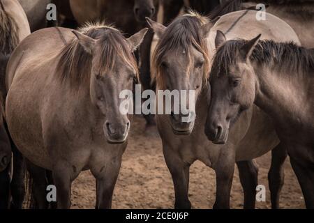 Merfelder Bruch, Dülmen, Deutschland. August 2020. Die 300 starke Herde wilder Ponys, heute die einzige Herde und einheimische Pony-Rasse in Deutschland, grast bei mildem Spätsommerwetter. Die Dülmen, benannt nach der Stadt Dülmen, wo sie im 14. Jahrhundert zum ersten Mal gefunden wurden, durchstreifen ein 860 Hektar großes Gebiet im Merfelder Bruch. Sie werden gelassen, ihre eigene Nahrung und Obdach zu finden, die Stärke der Rasse fördernd. Kredit: Imageplotter/Alamy Live Nachrichten Stockfoto