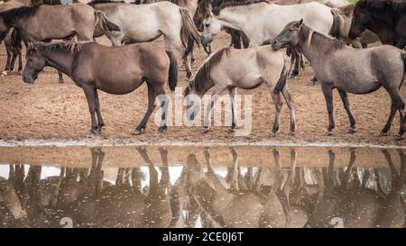 Merfelder Bruch, Dülmen, Deutschland. August 2020. Die Pferde spiegeln sich in einem Teich. Die 300 starke Herde wilder Ponys, heute die einzige Herde und einheimische Pony-Rasse in Deutschland, grast bei mildem Spätsommerwetter. Die Dülmen, benannt nach der Stadt Dülmen, wo sie im 14. Jahrhundert zum ersten Mal gefunden wurden, durchstreifen ein 860 Hektar großes Gebiet im Merfelder Bruch. Sie werden gelassen, ihre eigene Nahrung und Obdach zu finden, die Stärke der Rasse fördernd. Kredit: Imageplotter/Alamy Live Nachrichten Stockfoto