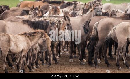 Merfelder Bruch, Dülmen, Deutschland. August 2020. Die 300 starke Herde wilder Ponys, heute die einzige Herde und einheimische Pony-Rasse in Deutschland, grast bei mildem Spätsommerwetter. Die Dülmen, benannt nach der Stadt Dülmen, wo sie im 14. Jahrhundert zum ersten Mal gefunden wurden, durchstreifen ein 860 Hektar großes Gebiet im Merfelder Bruch. Sie werden gelassen, ihre eigene Nahrung und Obdach zu finden, die Stärke der Rasse fördernd. Kredit: Imageplotter/Alamy Live Nachrichten Stockfoto