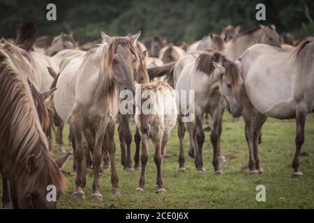 Merfelder Bruch, Dülmen, Deutschland. August 2020. Die 300 starke Herde wilder Ponys, heute die einzige Herde und einheimische Pony-Rasse in Deutschland, grast bei mildem Spätsommerwetter. Die Dülmen, benannt nach der Stadt Dülmen, wo sie im 14. Jahrhundert zum ersten Mal gefunden wurden, durchstreifen ein 860 Hektar großes Gebiet im Merfelder Bruch. Sie werden gelassen, ihre eigene Nahrung und Obdach zu finden, die Stärke der Rasse fördernd. Kredit: Imageplotter/Alamy Live Nachrichten Stockfoto