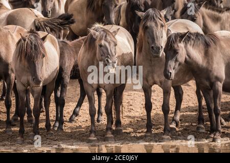 Merfelder Bruch, Dülmen, Deutschland. August 2020. Die 300 starke Herde wilder Ponys, heute die einzige Herde und einheimische Pony-Rasse in Deutschland, grast bei mildem Spätsommerwetter. Die Dülmen, benannt nach der Stadt Dülmen, wo sie im 14. Jahrhundert zum ersten Mal gefunden wurden, durchstreifen ein 860 Hektar großes Gebiet im Merfelder Bruch. Sie werden gelassen, ihre eigene Nahrung und Obdach zu finden, die Stärke der Rasse fördernd. Kredit: Imageplotter/Alamy Live Nachrichten Stockfoto