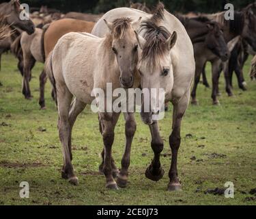 Merfelder Bruch, Dülmen, Deutschland. August 2020. Ein Fohlen kuschelt gegen seine Mutter. Die 300 starke Herde wilder Ponys, heute die einzige Herde und einheimische Pony-Rasse in Deutschland, grast bei mildem Spätsommerwetter. Die Dülmen, benannt nach der Stadt Dülmen, wo sie im 14. Jahrhundert zum ersten Mal gefunden wurden, durchstreifen ein 860 Hektar großes Gebiet im Merfelder Bruch. Sie werden gelassen, ihre eigene Nahrung und Obdach zu finden, die Stärke der Rasse fördernd. Kredit: Imageplotter/Alamy Live Nachrichten Stockfoto