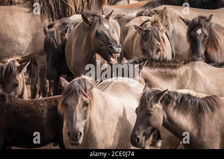 Merfelder Bruch, Dülmen, Deutschland. August 2020. Herumhorchen! Die 300 starke Herde wilder Ponys, heute die einzige Herde und einheimische Pony-Rasse in Deutschland, grast bei mildem Spätsommerwetter. Die Dülmen, benannt nach der Stadt Dülmen, wo sie im 14. Jahrhundert zum ersten Mal gefunden wurden, durchstreifen ein 860 Hektar großes Gebiet im Merfelder Bruch. Sie werden gelassen, ihre eigene Nahrung und Obdach zu finden, die Stärke der Rasse fördernd. Kredit: Imageplotter/Alamy Live Nachrichten Stockfoto