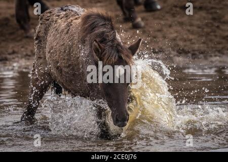 Merfelder Bruch, Dülmen, Deutschland. August 2020. Ein Fohlen spritzt im Wasser eines Teiches herum. Die 300 starke Herde wilder Ponys, heute die einzige Herde und einheimische Pony-Rasse in Deutschland, grast bei mildem Spätsommerwetter. Die Dülmen, benannt nach der Stadt Dülmen, wo sie im 14. Jahrhundert zum ersten Mal gefunden wurden, durchstreifen ein 860 Hektar großes Gebiet im Merfelder Bruch. Sie werden gelassen, ihre eigene Nahrung und Obdach zu finden, die Stärke der Rasse fördernd. Kredit: Imageplotter/Alamy Live Nachrichten Stockfoto