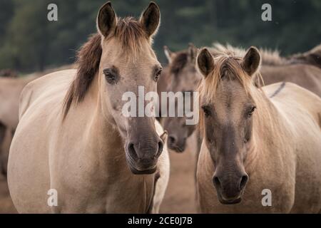 Merfelder Bruch, Dülmen, Deutschland. August 2020. Die 300 starke Herde wilder Ponys, heute die einzige Herde und einheimische Pony-Rasse in Deutschland, grast bei mildem Spätsommerwetter. Die Dülmen, benannt nach der Stadt Dülmen, wo sie im 14. Jahrhundert zum ersten Mal gefunden wurden, durchstreifen ein 860 Hektar großes Gebiet im Merfelder Bruch. Sie werden gelassen, ihre eigene Nahrung und Obdach zu finden, die Stärke der Rasse fördernd. Kredit: Imageplotter/Alamy Live Nachrichten Stockfoto