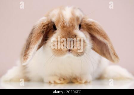 Porträt eines jungen Zwergkaninchens Stockfoto