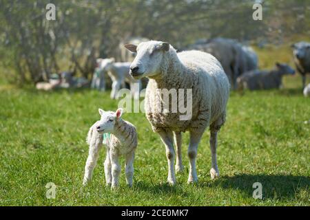 Junge neugeborene Schafe mit Mutter auf einer Wiese im Frühjahr Stockfoto