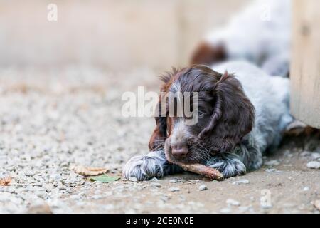 Porträt des Hundes Englisch Cocker Spaniel Welpe Stockfoto