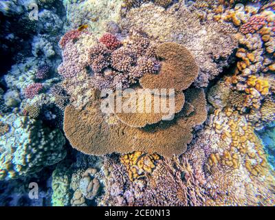 Coral Garden im Roten Meer, Marsa Alam, Ägypten Stockfoto