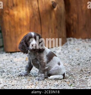 Porträt des Hundes Englisch Cocker Spaniel Welpe Stockfoto