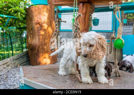 Porträt des Hundes Englisch Cocker Spaniel Welpe Stockfoto