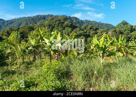 Landschaft in Ketambe im Süden der Gunung Leuser Nationalpark auf der Insel Sumatra Stockfoto